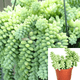 Mini Succulent Drought Tolerant Sedum Burrito Moran 4Inches Pot Houselive Plant