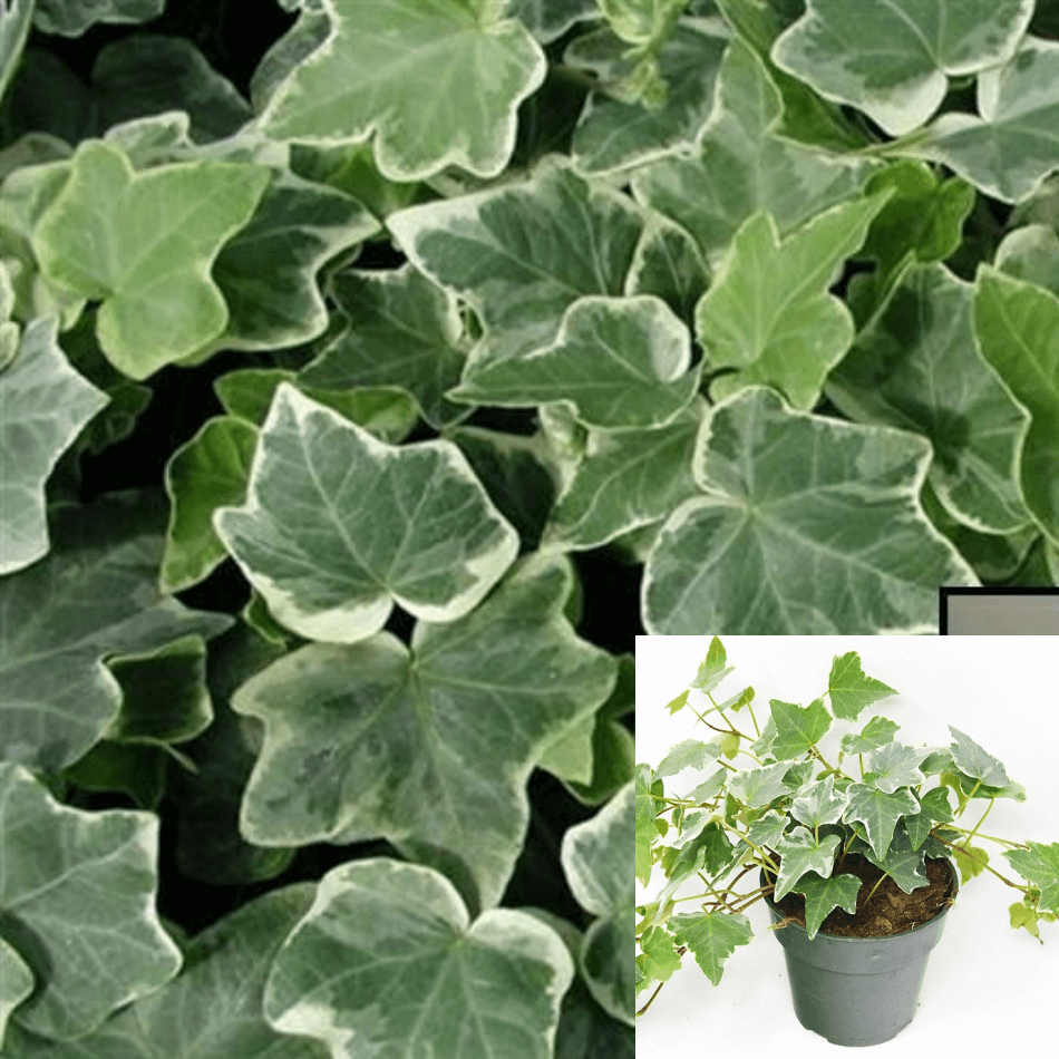 Hedera Helix Asterisk Ivy 4inches Plant Asteris – NNplant