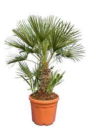 chamaerops humilis