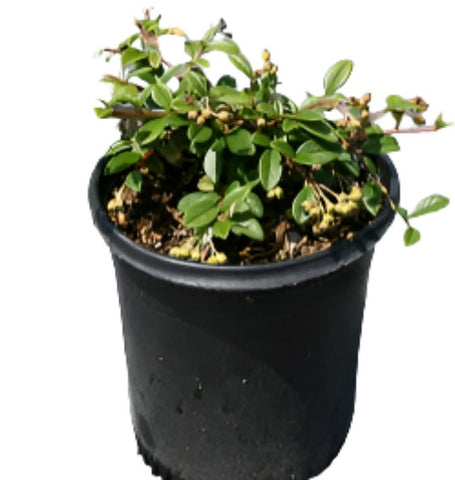Cotoneaster dammeri Pot C1.5L **Promotion ** - Central Jardin