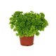 Parsley Curled 4Inches Pot Petroselinum Crispum Parsley Mat Live Plant