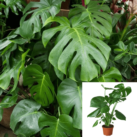 Monstera deliciosa (Ceriman, Cutleaf Philodendron, Hurricane Plant, Mexican  Breadfruit, Mother-in-Law, Split-leaf Philodendron, Swiss Cheese Plant)