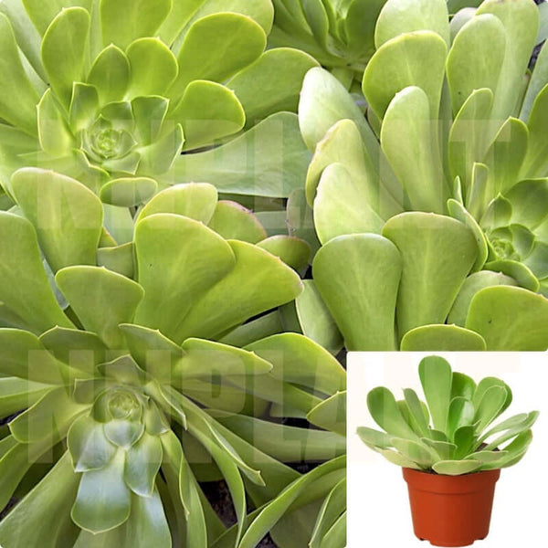 Aeonium Green Bay Agavaceae Succulent Drought Tolerant 4Inches Pot Houseplants Succulent Drought TolerantLive Ht7 Best - Ecart