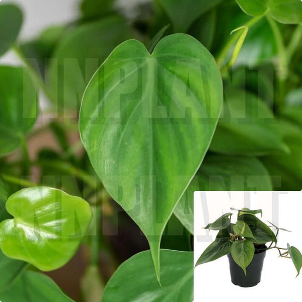 Heart Leaf Philodendron Philodendron Cordatum 4Inches Pot Ma Live Plant Hanging Ht7 Best - Ecart