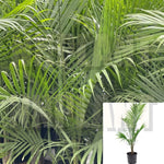 Majesty Palm Plant 14inches Pot Ravenea Rivularis Arecales Outdoor Pre_order ship within 2 weeks Live Plant FIC Ht7