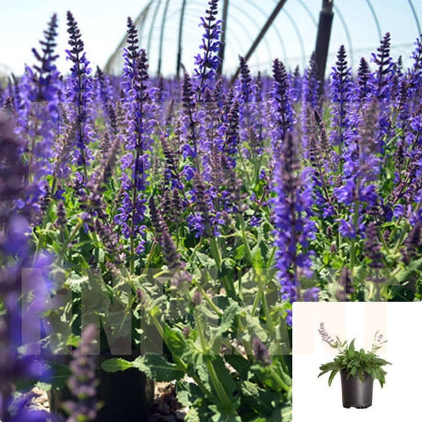 Salvia Sylvestris May Night Plant May Nigh Sage Purple 1Gallon Live Plant Mr7 - Ecart