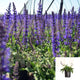 Salvia Sylvestris May Night Plant May Nigh Sage Purple 1Gallon Live Plant Mr7