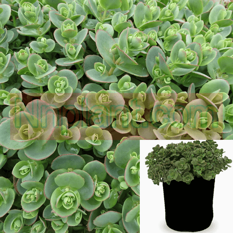 Senecio Fish hook Succulent 1103-551