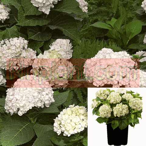 Blushing Bride Hydrangea - 1 Gallon Pot