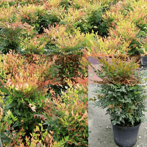 dwarf nandina