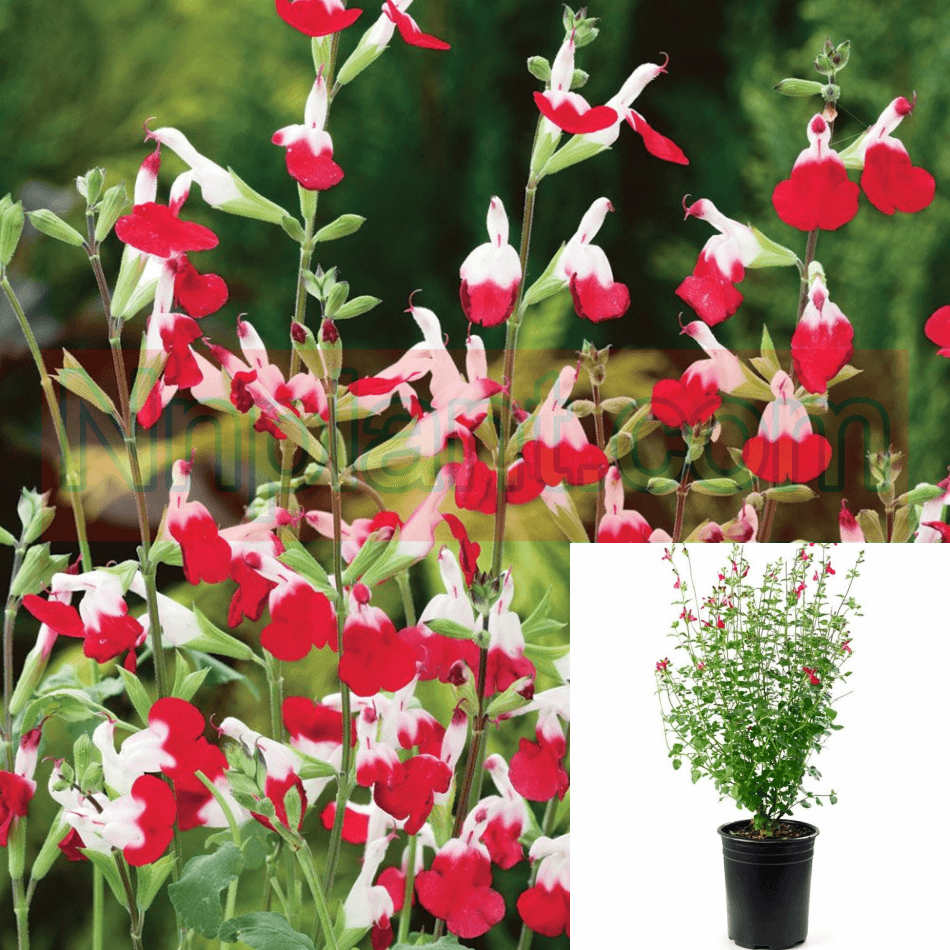 Salvia Hot 1Gallon Plant Salvia Microphylla Red White Plant –