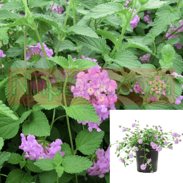 Lantana Trailing Lavender Plant Lantana Montevidensis 1Gallon Pot 1Gallon Ht7 - Ecart