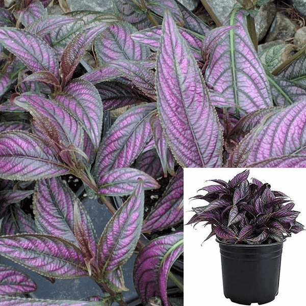 Pesian Silver Purple 12-16Inches Tall Plant Shield Strobilanthes Dyerianus Deep Purple 1Gallon Live Plant Ht7 - Ecart