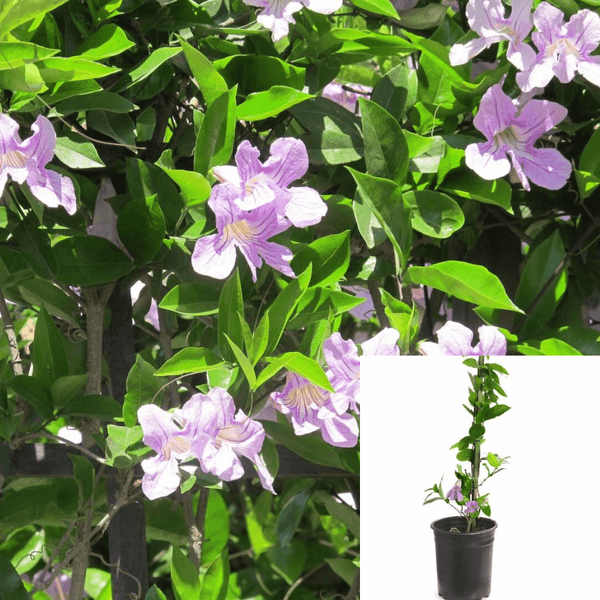 Clytostoma Callistegioides 1Gallon Lavender Violet Trumpet Flower Vine Ful Fr7 - Ecart