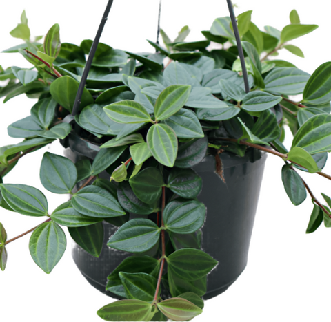 Gachwala Peperomia Scandens (Variegata) Live Plant, Cupid Peperomia, Succulent Plant, Houseplant