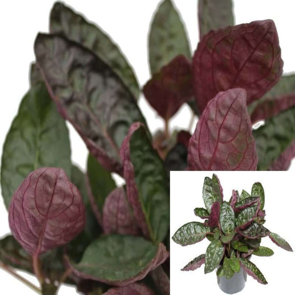 Ivy Red Flame Plant Ivy Hemigraphis Plant Metal Leaf 4Inches Outdoor Live Plant - Ecart