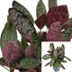 Ivy Red Flame Plant Ivy Hemigraphis Plant Metal Leaf 4Inches Outdoor Live Plant