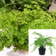 Fern Maid Fern 5inches Pot Fern Plant Adiantum Maidenhair Fern Plant Adiantum Raddianum Fern Live Plant Best ht7 Best