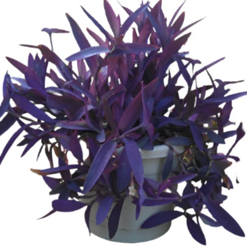 Tradescantia Pallida Plant Purple Heart Moses mosses Wandering Jew gro –  NNplant