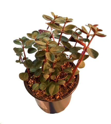 Peperomia Scandens Variegated plant Cupid Peperomia Plant Indoor Live –  NNplant