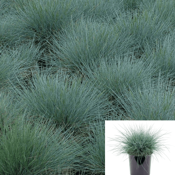 Festuca Rubra 1Gallon Festuca Rubra Blue Fescue Creeping Fescue Gras Live - Ecart