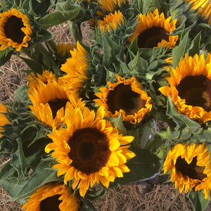 SUNFLOWER BUNCHES