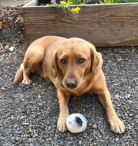 100% WOOL DOG TOY