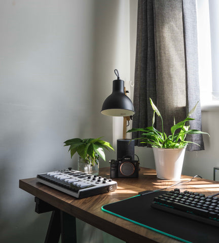 indoor plants on desk next to computer by window