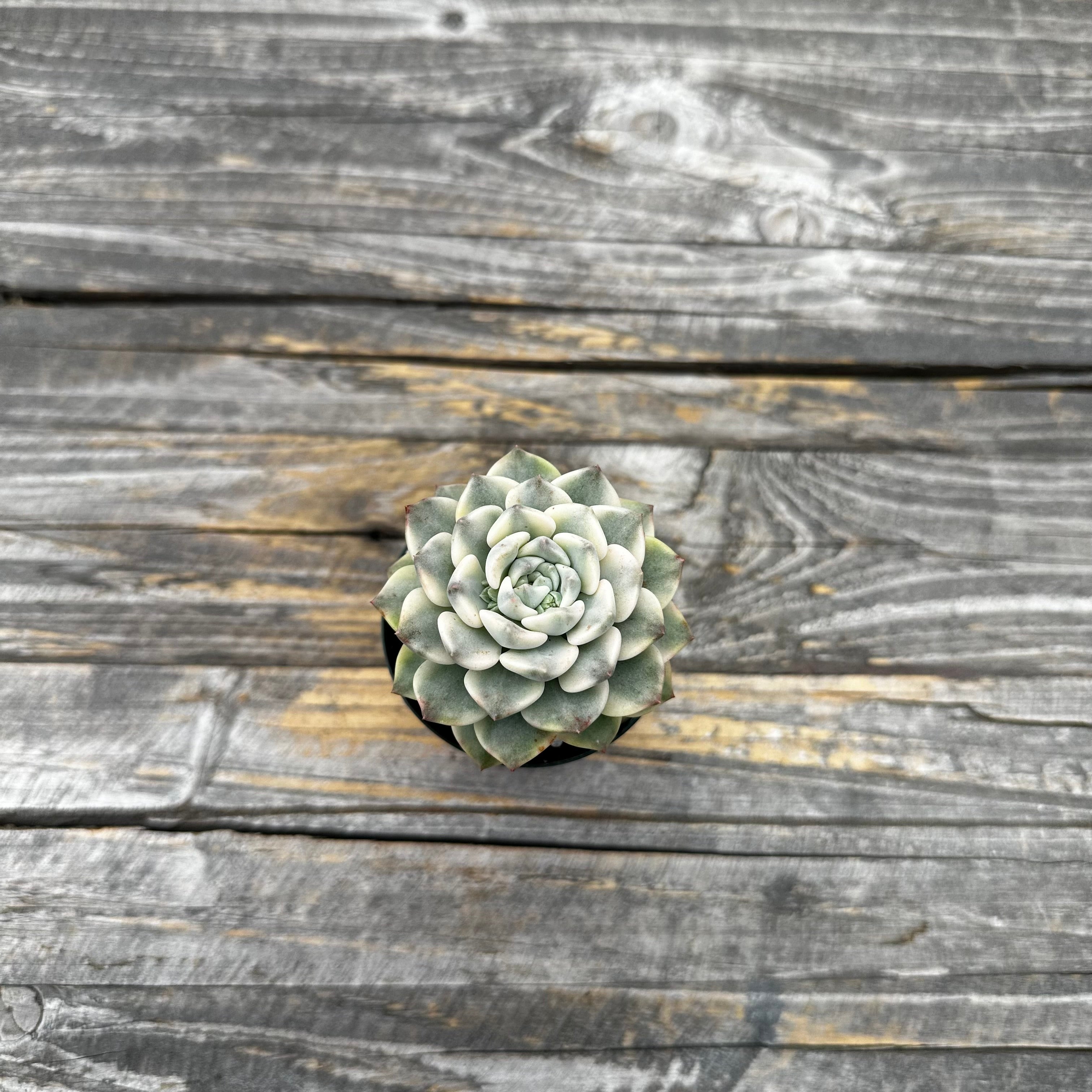 Echeveria Agavoides ‘Tinkerbell’ variegated