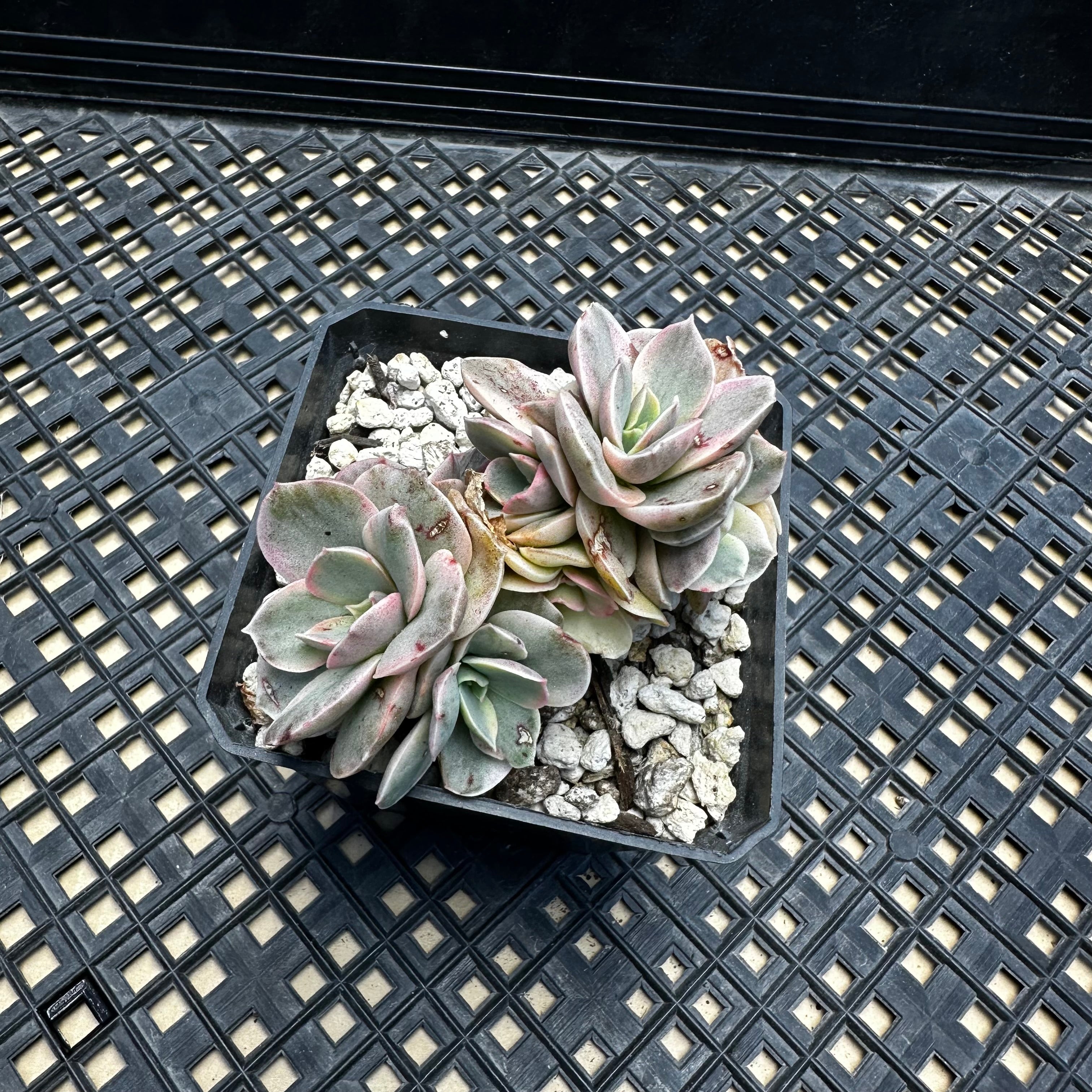 Echeveria ‘Suyon’ variegated