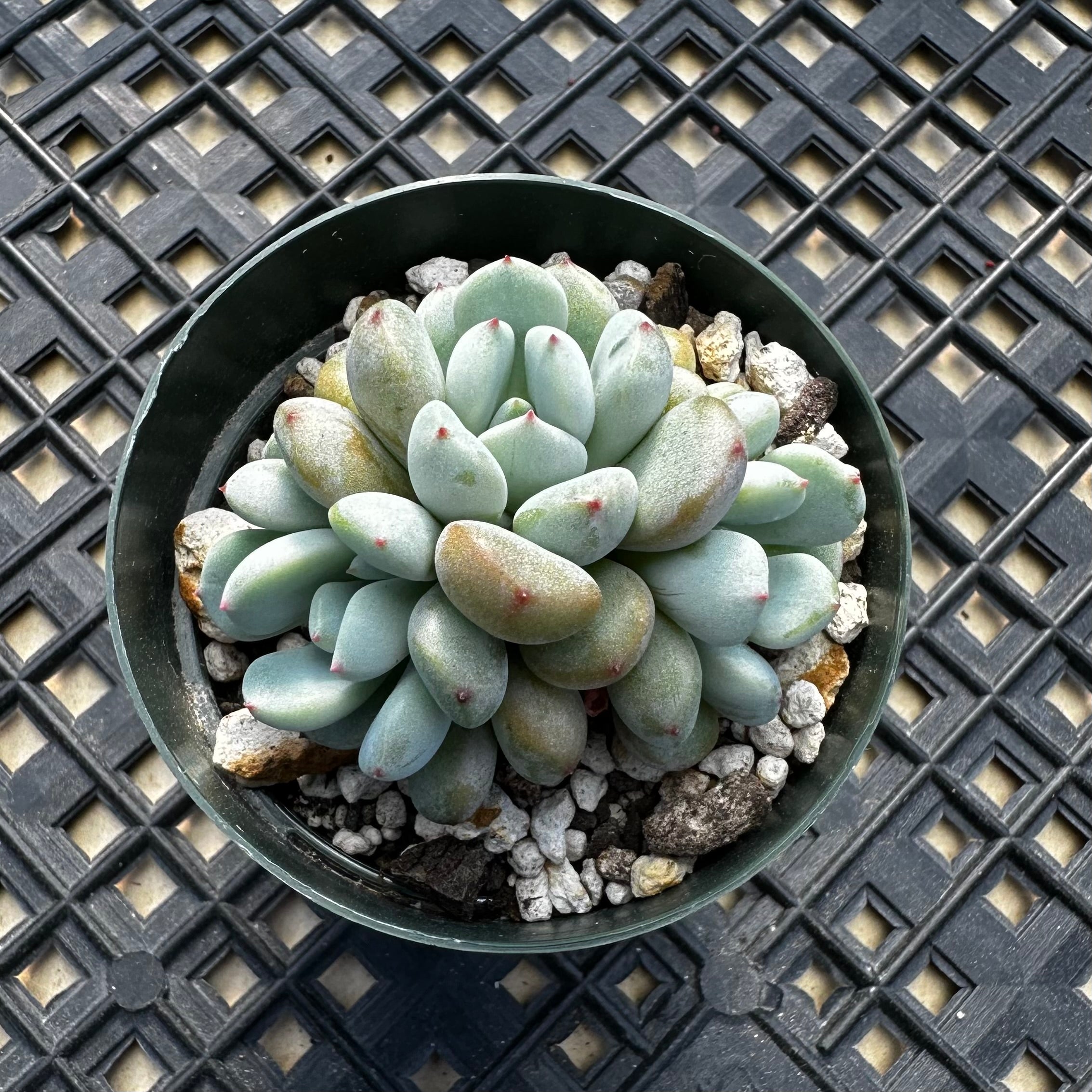 Echeveria amoena microcalyx