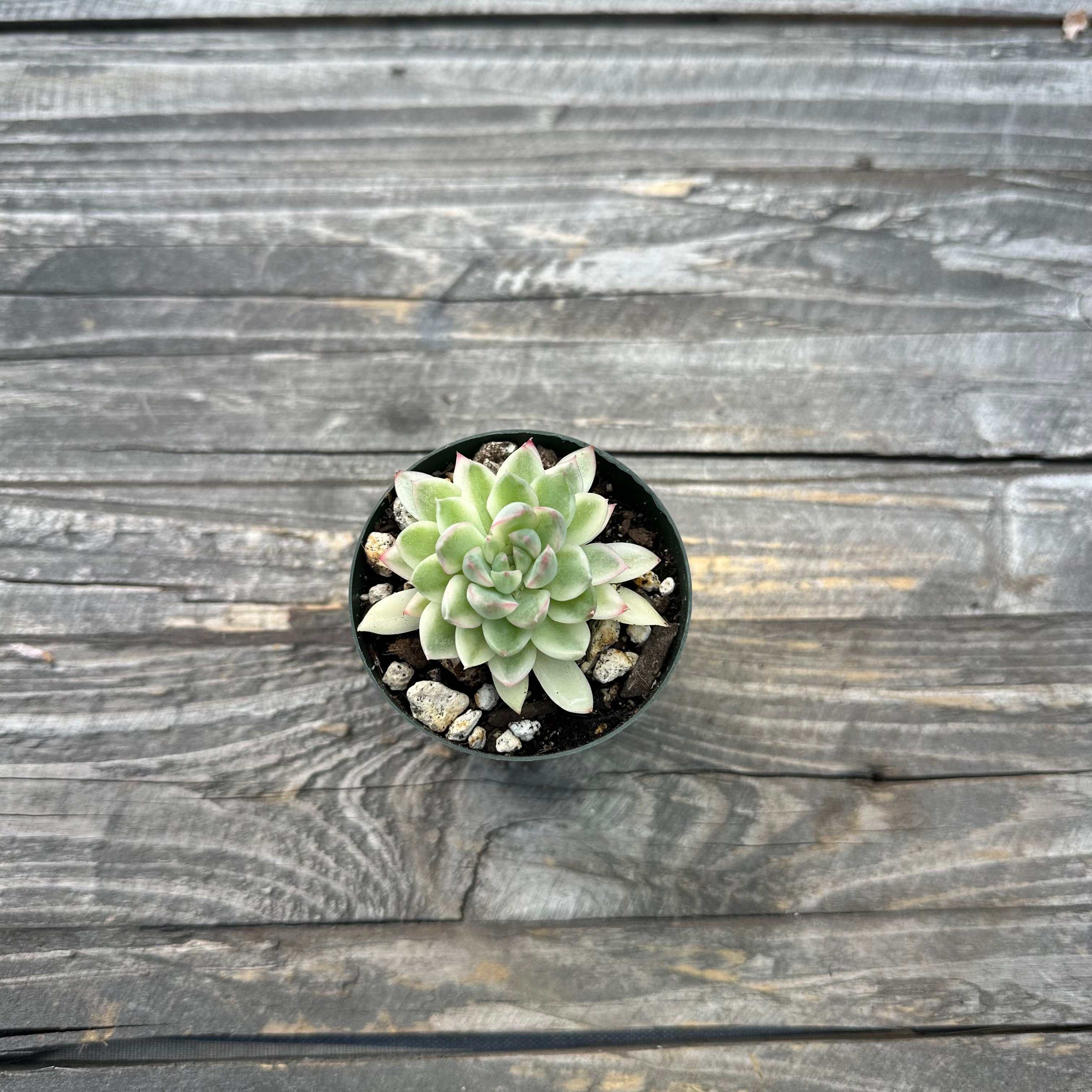 Echeveria ‘Mebina’ Variegated