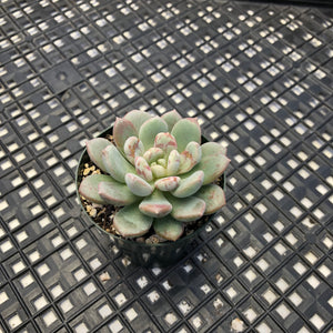Graptoveria ‘Bridgette’