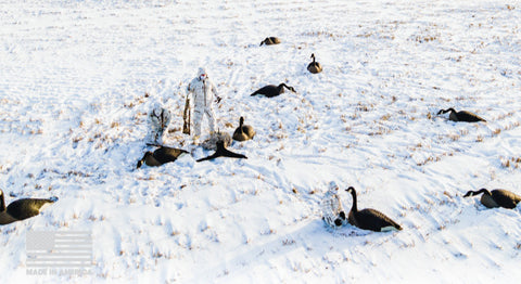 snow goose hunting