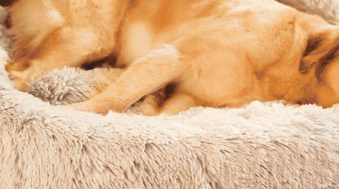Cuscino Nuvola - Morbida Cuccia per Cani Pelosa - Gatto Con Personalità