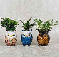 decorative plants buy online