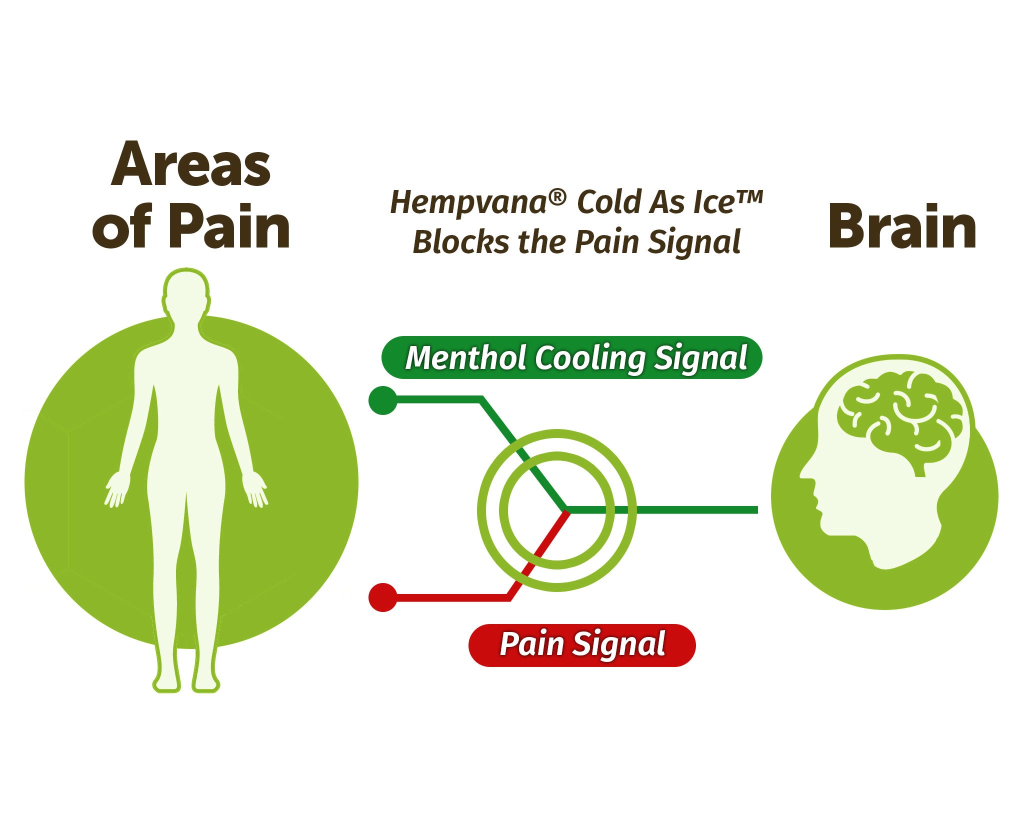 How Does Menthol Work?