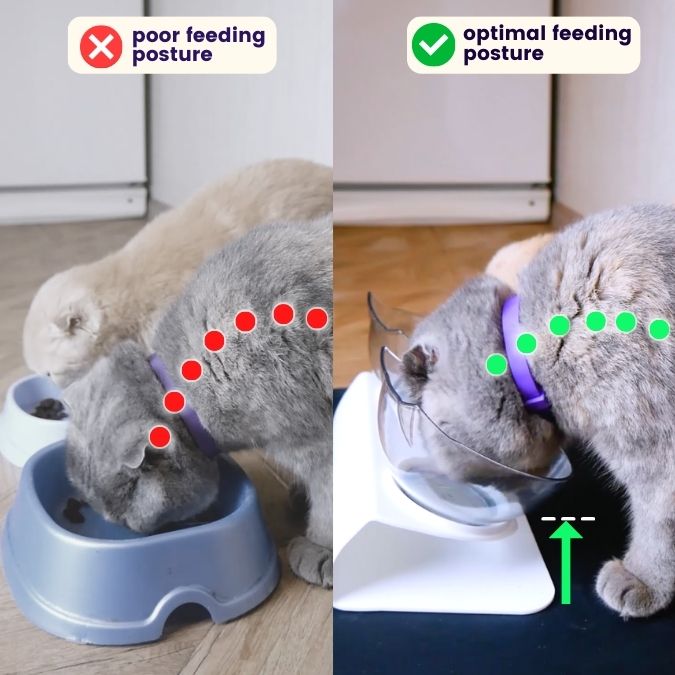 PurrBowl™ Orthopedic Anti-Vomiting Cat Feeder – Purr Heaven