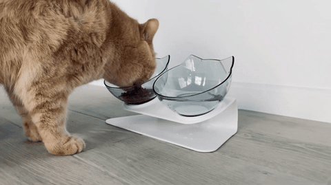 PurrBowl™ Orthopedic Anti-Vomiting Cat Feeder – Purr Heaven