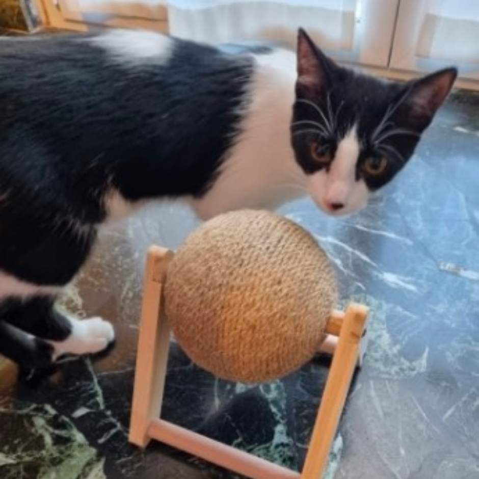 EARFORU Purrball Purr Ball Cat Toy, Power Ball