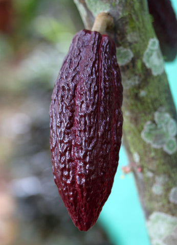 Peru Purple Cacao Pod Stone Grindz Chocolate