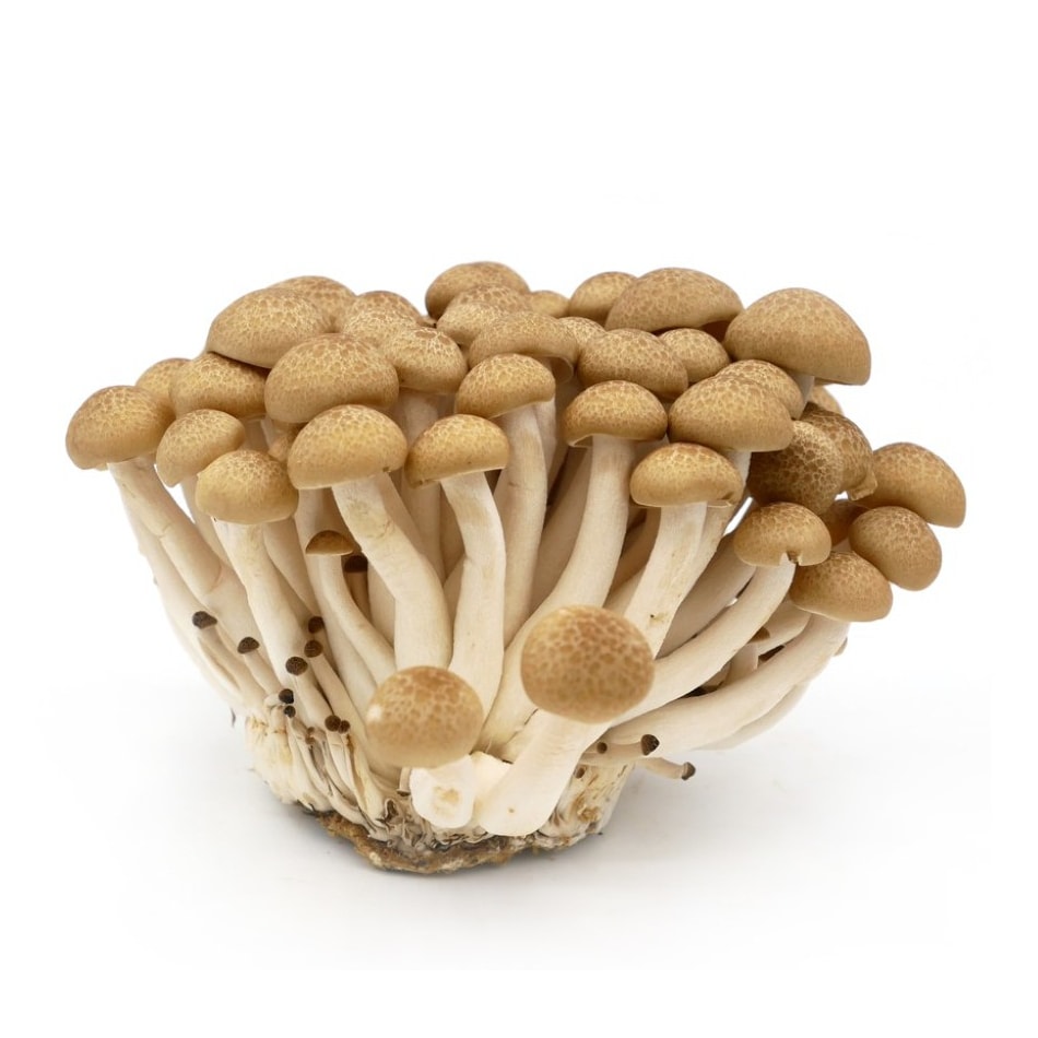 Шимеджи грибы