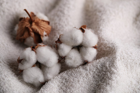 mature cotton bolls on cotton cloth