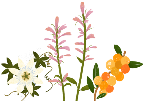 Flower, Plant, Petal, Terrestrial plant, trumpet creeper, Font, Flowering plant, Pedicel, Herbaceous plant, Shrub
