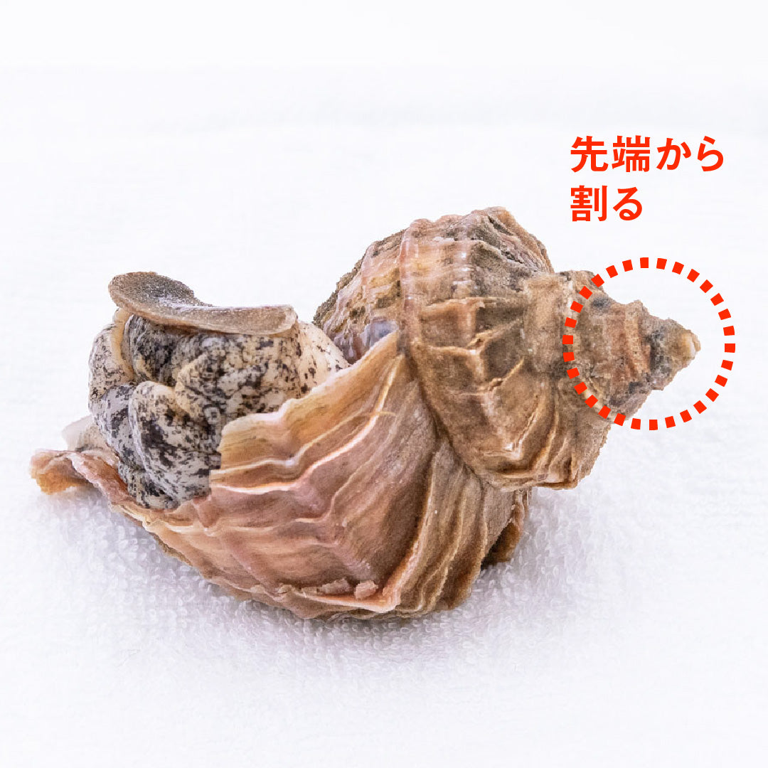 寿司ネタで人気の高級貝 ツブ貝の下処理方法 こだわり生鮮のネットスーパー Perrot ペロット