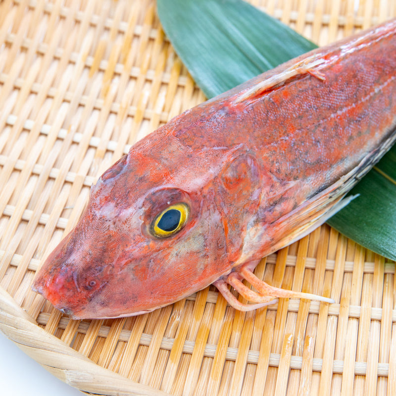 丸魚で贅沢調理用 下処理済みホウボウ 約600g こだわり生鮮のネットスーパー Perrot ペロット