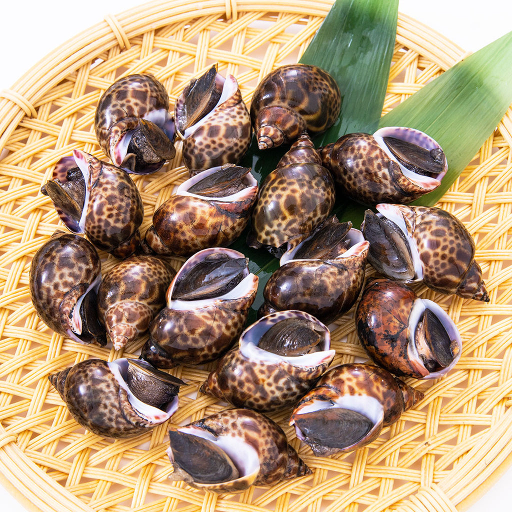 煮貝に最適 殻付き黒バイ貝 約500g こだわり生鮮のネットスーパー Perrot ペロット