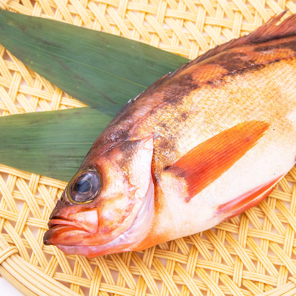 春告魚 メバル 煮付け用 下処理済み 1尾 約180g こだわり生鮮のネットスーパー Perrot ペロット