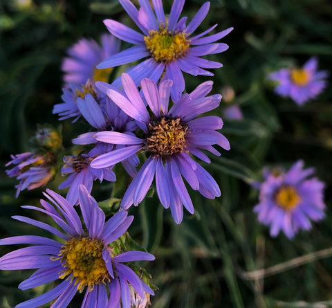 Asters Birth Month Flower