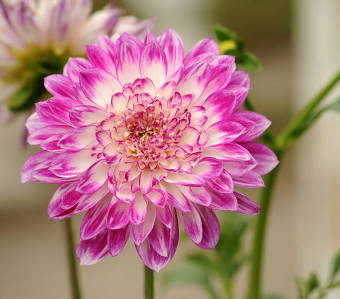 Chrysanthemum Birth Month Flower